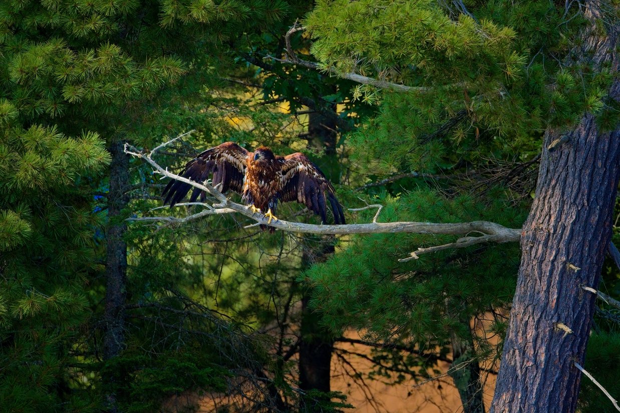A large golden eagle with brown and black feathers is perched on a bare tree branch with its wings spread wide open, surrounded by lush green pine trees with the sunlight filtering through the foliage.